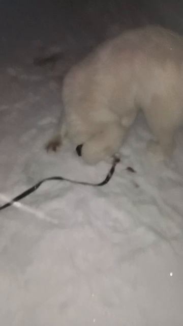 Собака ловит мышку
