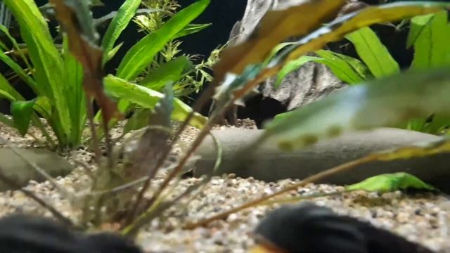 Rabbit Snails in the 125 Gallon Community Tank