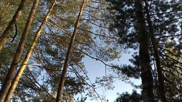 Звуки весеннего леса.