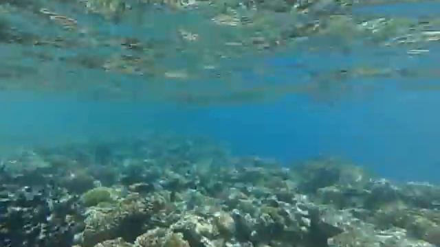 Large juvenile school of fish in the Red Sea