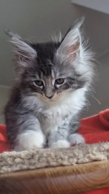 котёнок мейн кун из питомника Страна Гулливеров, gulliver-coon.ru