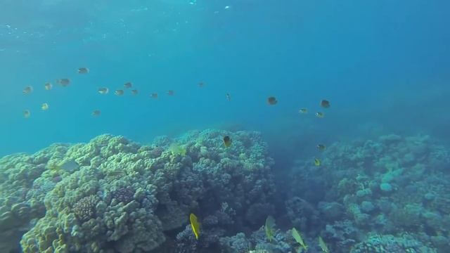 Freediving Egypt Soma Bay