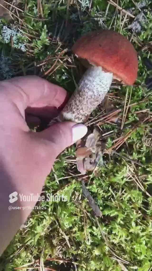Этот 23 год какой то волшебный#This 23 year is kind of magical #sorts #лес #forest
