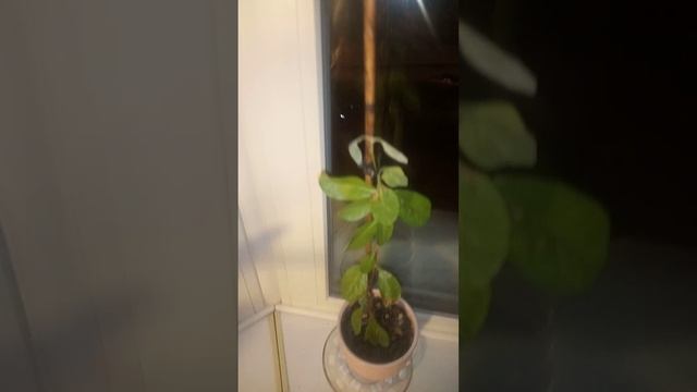 И всё же я сделала краткий обзор моих растений 🍀