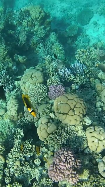 Великолепный подводный мир Красного моря. Snorkelling with fish in the Red sea at Sharm-El-Sheikh