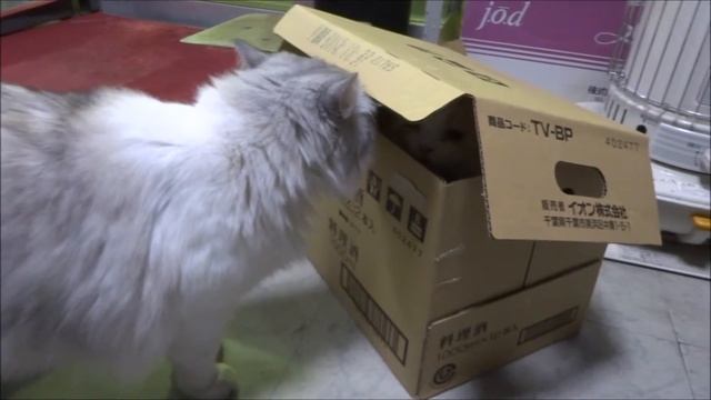 箱入り猫と来訪者 jack in the box cat(Maine Coon & Scottish Fold)