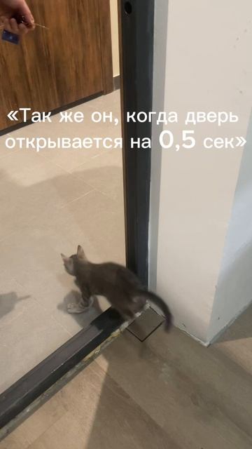 Первый раз такого кота встречаю)