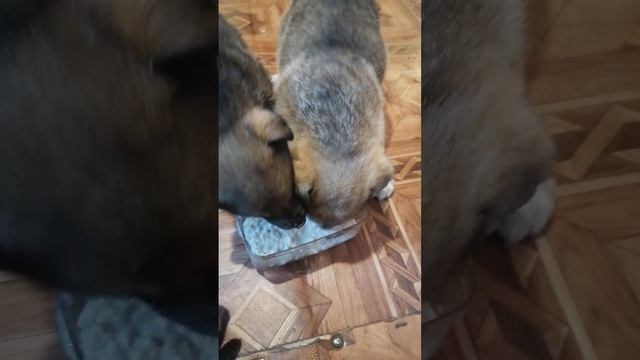 Щенки