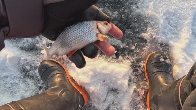 Ловля со льда на мормышку. День зимней рыбалки. Мотыль.