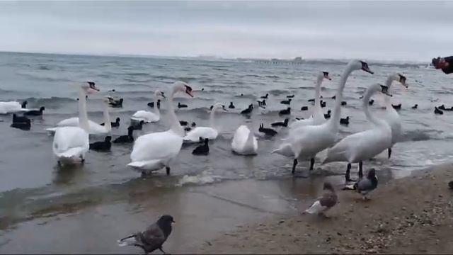 Анапа