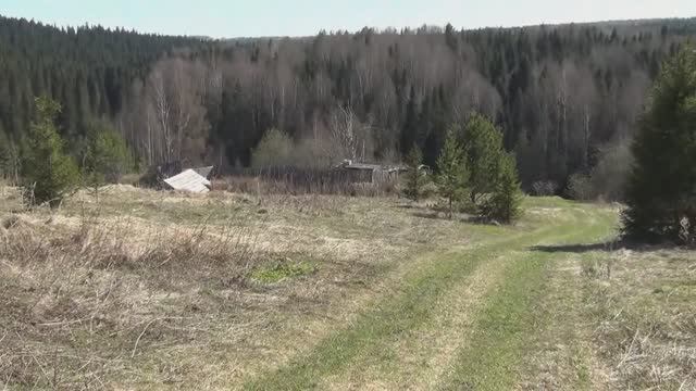 11 дней после выставки пчёл