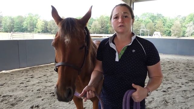 How to Teach Your Horse to Stop // Voice Commands // Horse Training Tips with Deanna Corby Dressage