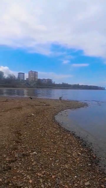 На море#владивосток #приморскийкрай #pogoda #vladivostok_city #собака #собаки