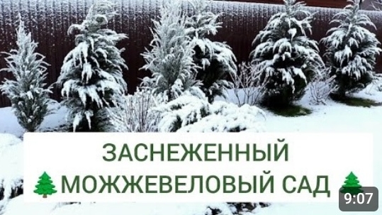 ЗАСНЕЖЕННЫЙ 🌲МОЖЖЕВЕЛОВЫЙ САД🌲. 11.01.2025г.