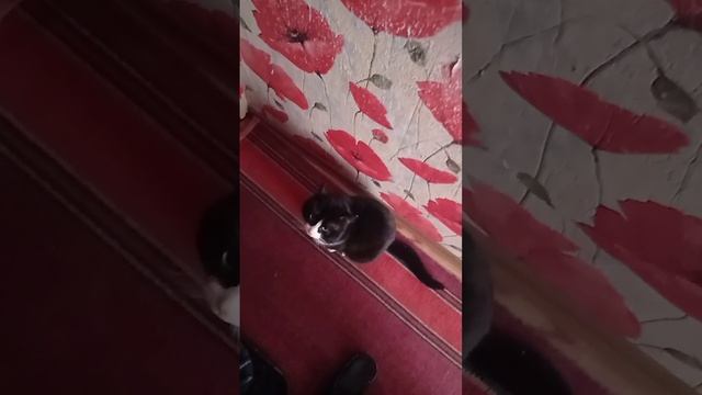 КОТ СТЁПКА ПРОСИТСЯ, ГУЛЯТЬ.