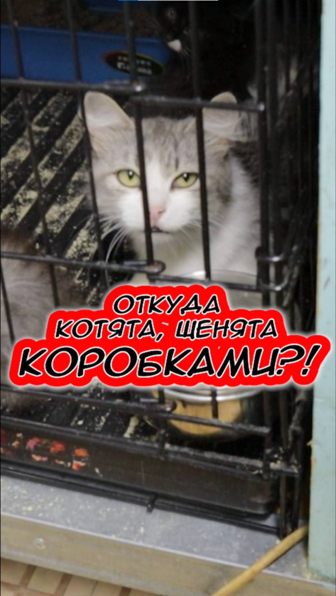 Откуда коробки с щенятами и котятами?!