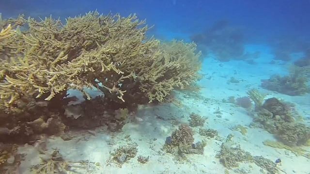Coral forest. Red Sea. Подводный лес.