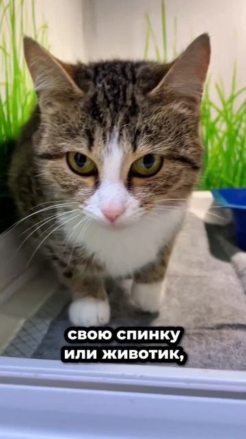 В коробке с котятами... | Айни