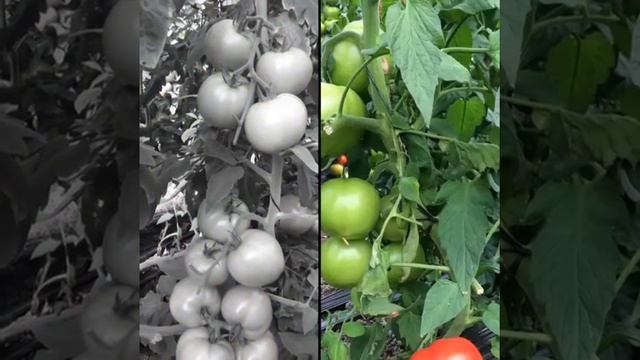 Eterei, el nuevo tomate de Seminis