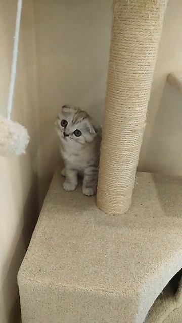 Котенок шотландец вислоухий