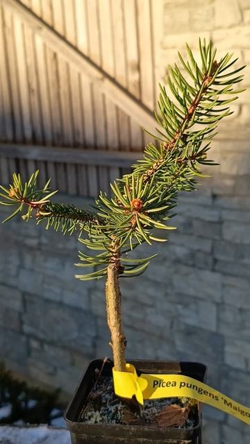 Picea pungens Maigold #shorts