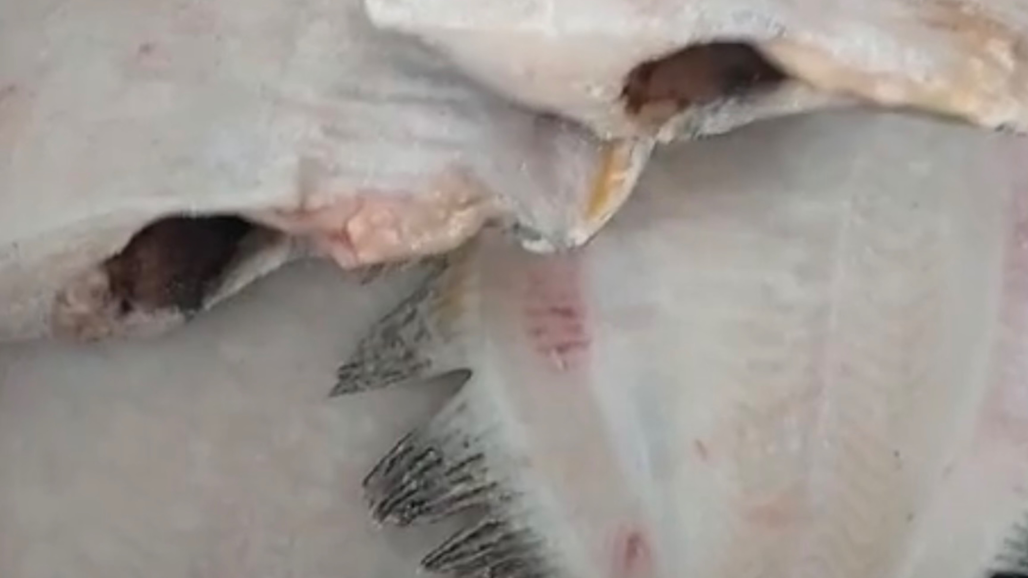🐟Камбала Индивидуальной Заморозки - 399₽/кг