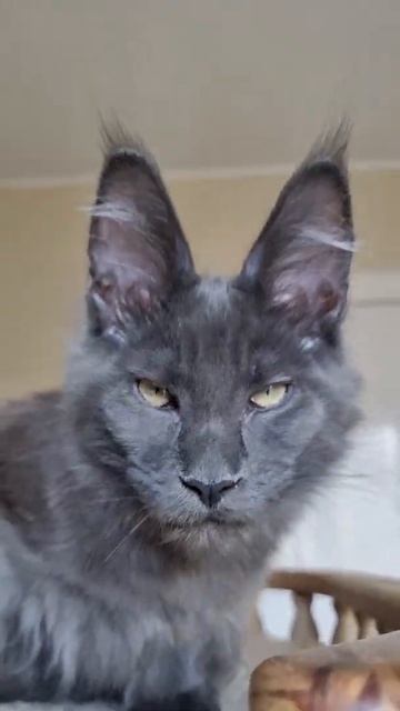 котёнок мейн кун из питомника Страна Гулливеров,  gulliver-coon.ru