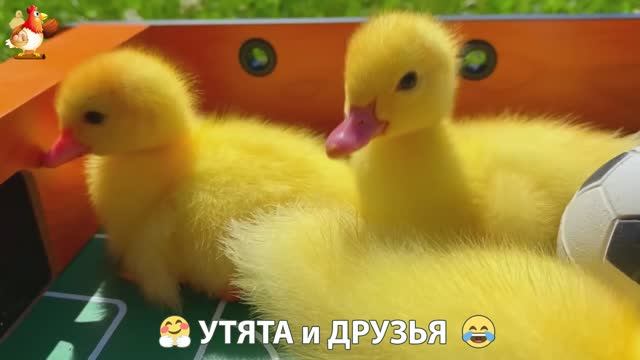 Утята с друзьями – мир нежных эмоций 🤗 эпизод (17)