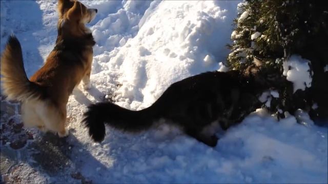 Самая приставучая собака🤗
