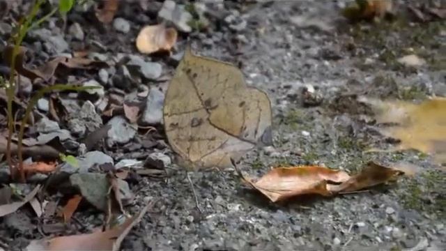 Orange Oakleaf Butterfly - Mimicry by Nature (Rare)