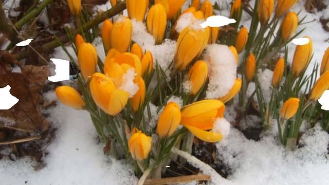 C ПРАЗДНИКОМ 8 МАРТА!