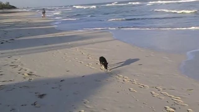 A Dog at Varadero beach