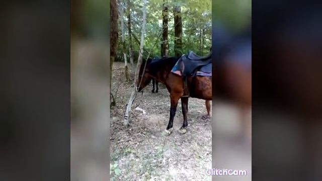 Сонный рыцарь.