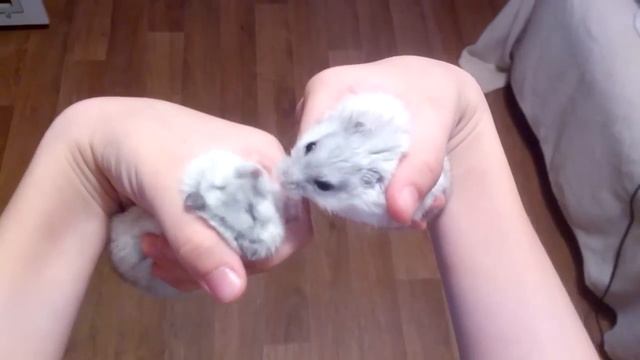 Разговор двух хомячков / A conversation between two hamsters