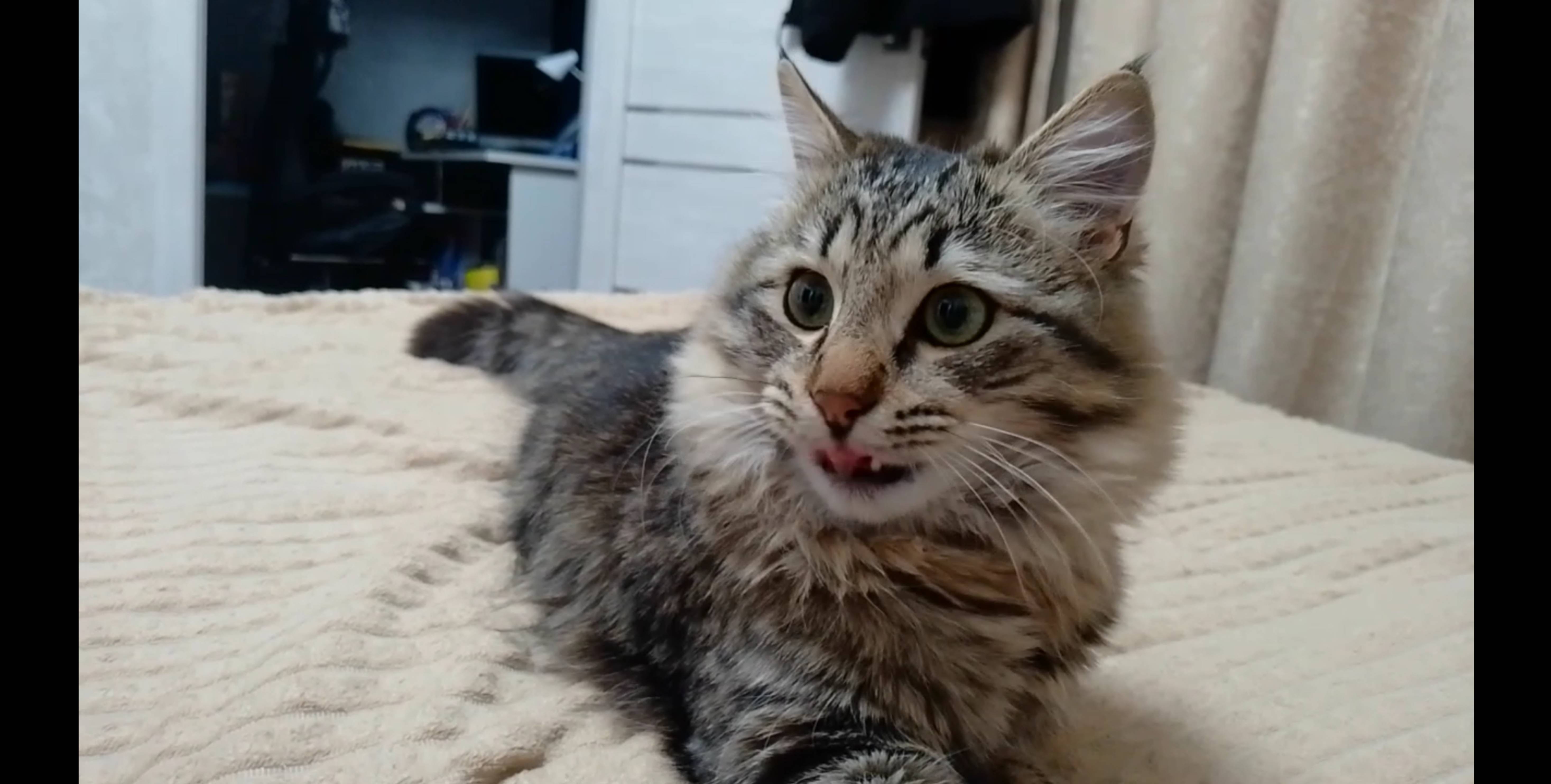 Что за зверь этот кот??