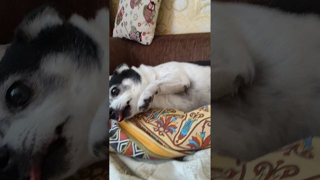 Сонное царство. Маруся, Буся Вата и Нюша