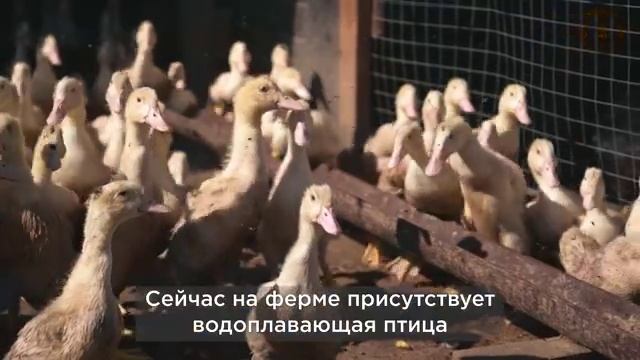 Ферма "Птичка из Белей"