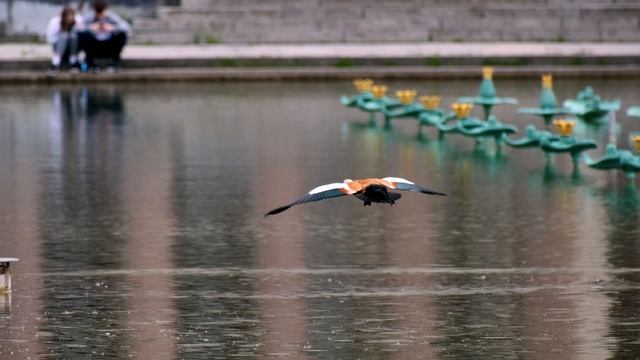 Swans and Ducks