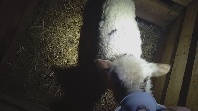 БАРАШЕК - ПЬЁТ МОЛОКО - Приключения Животных 🐐🐑 / СМОТРИ ЖИВОТНЫХ