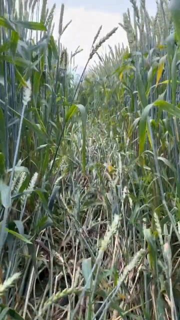 Озимая пшеница 🌾 «Баграт».        #россия#краснодар#озимаяпшеница#пшеница#сельскоехозяйство#гедуко