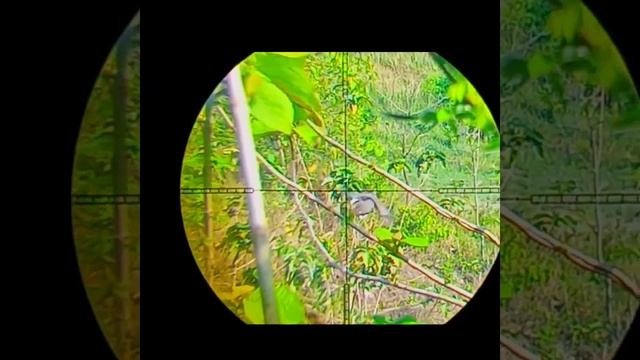 kumpulan Hetsot berburu burung Tekukur subricbe #Shorts