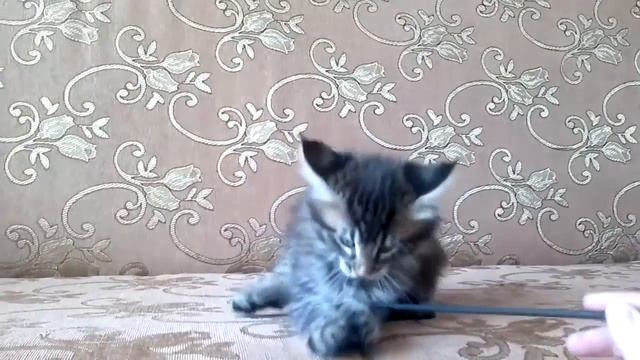 Котенок мейн кун Кения. Питомник ASPER. http://asper-coon.com