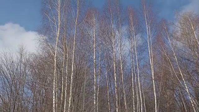 Февральский день на берегу Вятки. Очень красивая музыка для души.