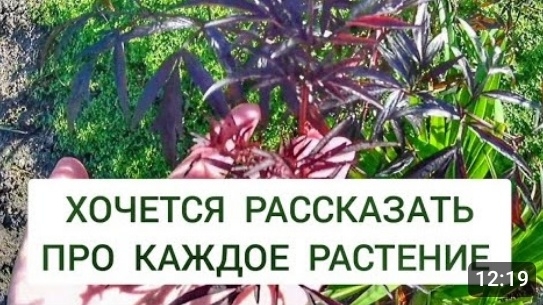 ХОЧЕТСЯ РАССКАЗАТЬ ПРО КАЖДОЕ РАСТЕНИЕ. 3.11.2024г.