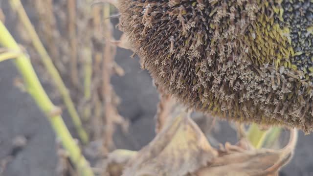 Гибрид подсолнечника Валентина, Ставропольский край