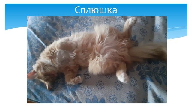 13. Киселев Евгений - «Наши любимцы»