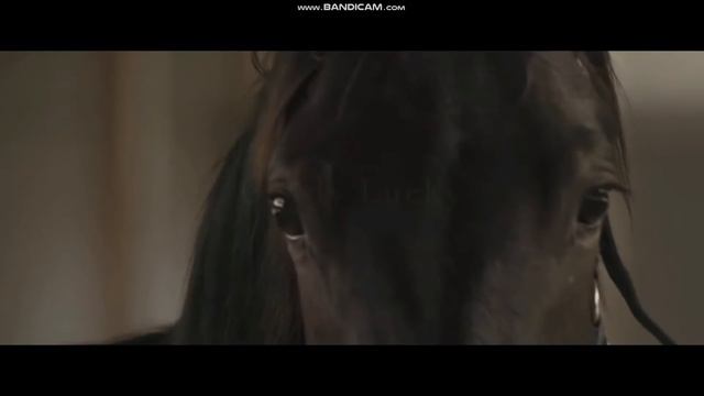 Мой первый мини клип / Лошади