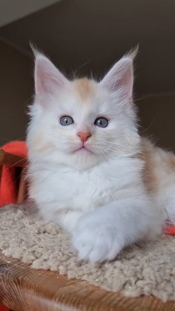 котёнок мейн кун из питомника Страна Гулливеров, gulliver-coon.ru
