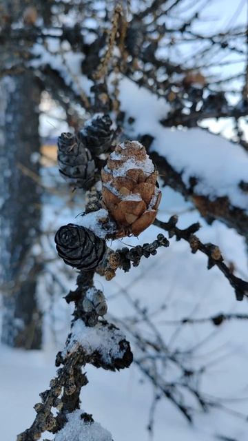 Обдорский острог. Салехард