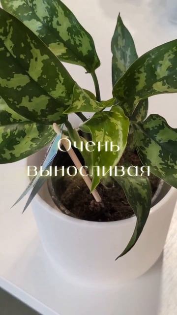 Аглаонема Мария